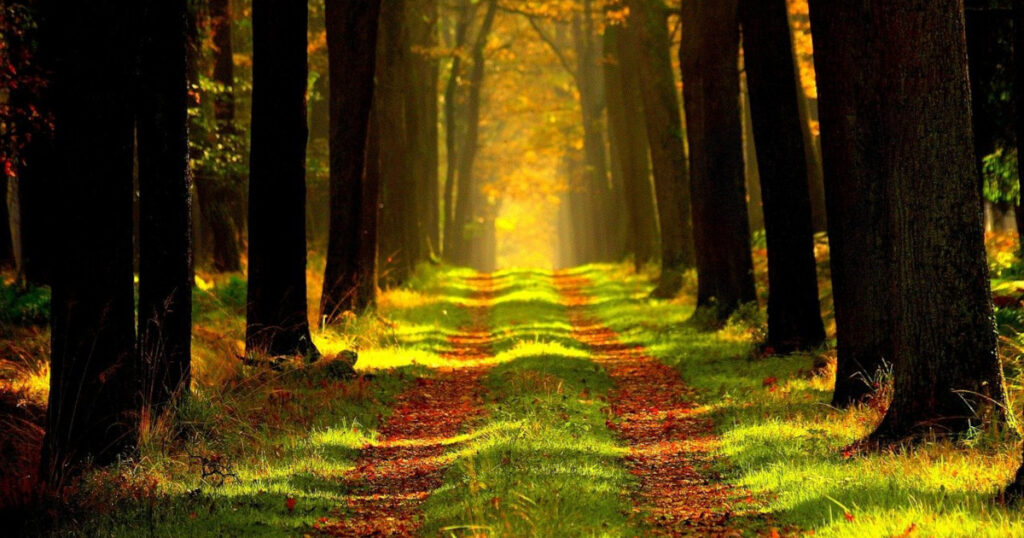 walk